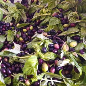 Oliwa Colonna Bazyliowa 0,25l - obrazek 2